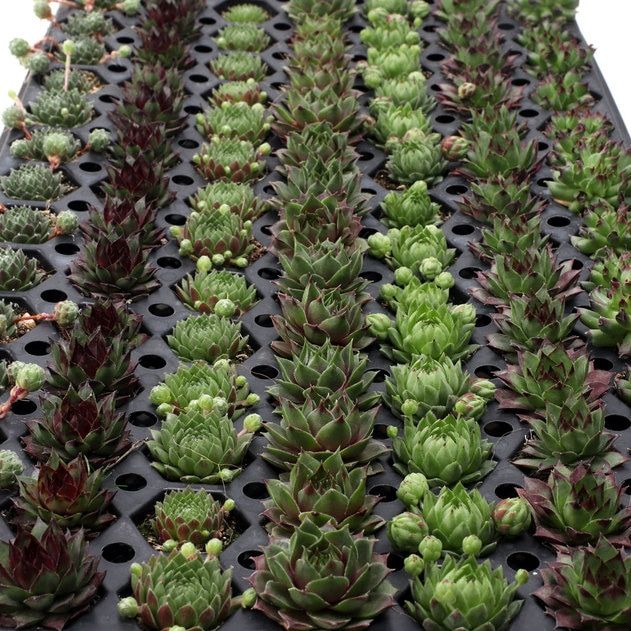 Sempervivum Types 11 Of The Best Hens And Chicks Varieties Sempervivum Types 11 Of The Best Hens And Chicks Varieties