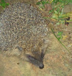 Ser Estar Practice In A Hedgehog Story Agreenmouse Com Ser Estar Practice In A Hedgehog Story Agreenmouse Com