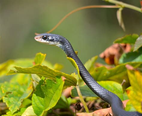The Mystery of the Black Serpent in Florida