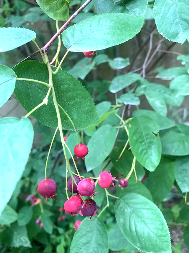 Service Berry Tree Secrets: 5 Tips