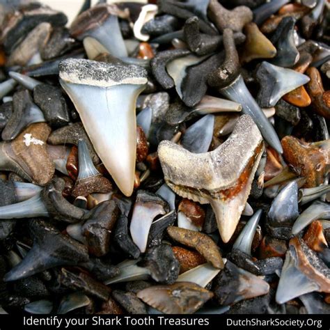 7 Tips for Shark Tooth Hunting