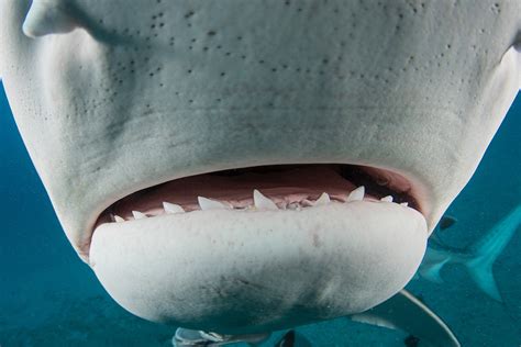 The Secrets of Shark Teeth