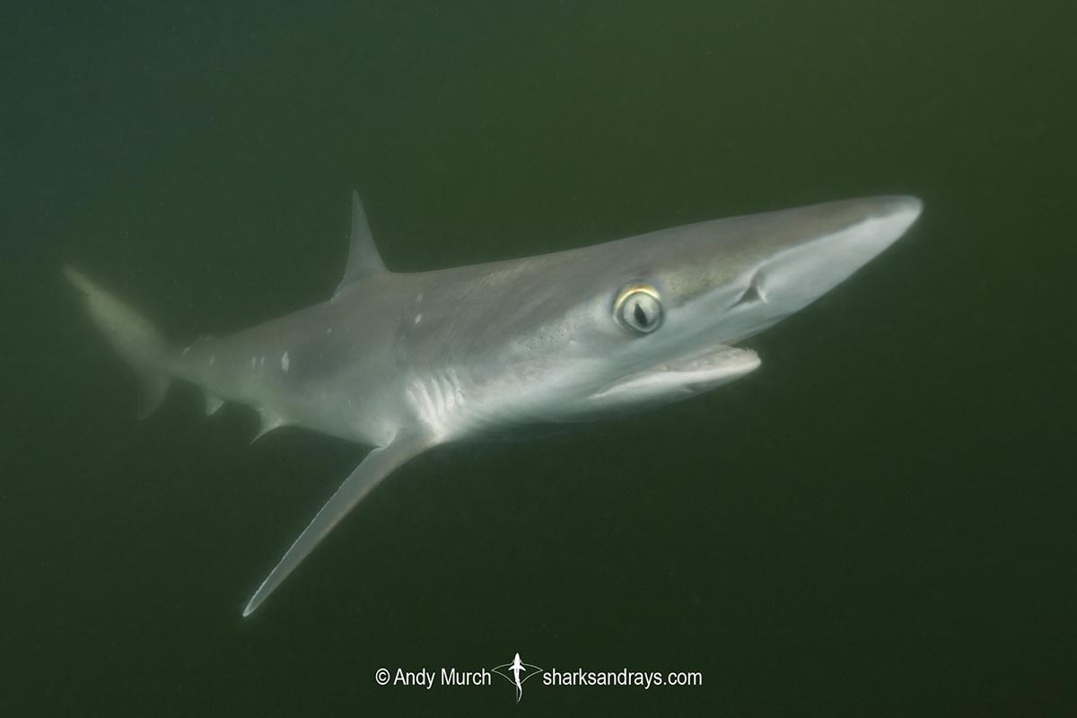 10 Tips for Spotting a Sharp-Nosed Shark