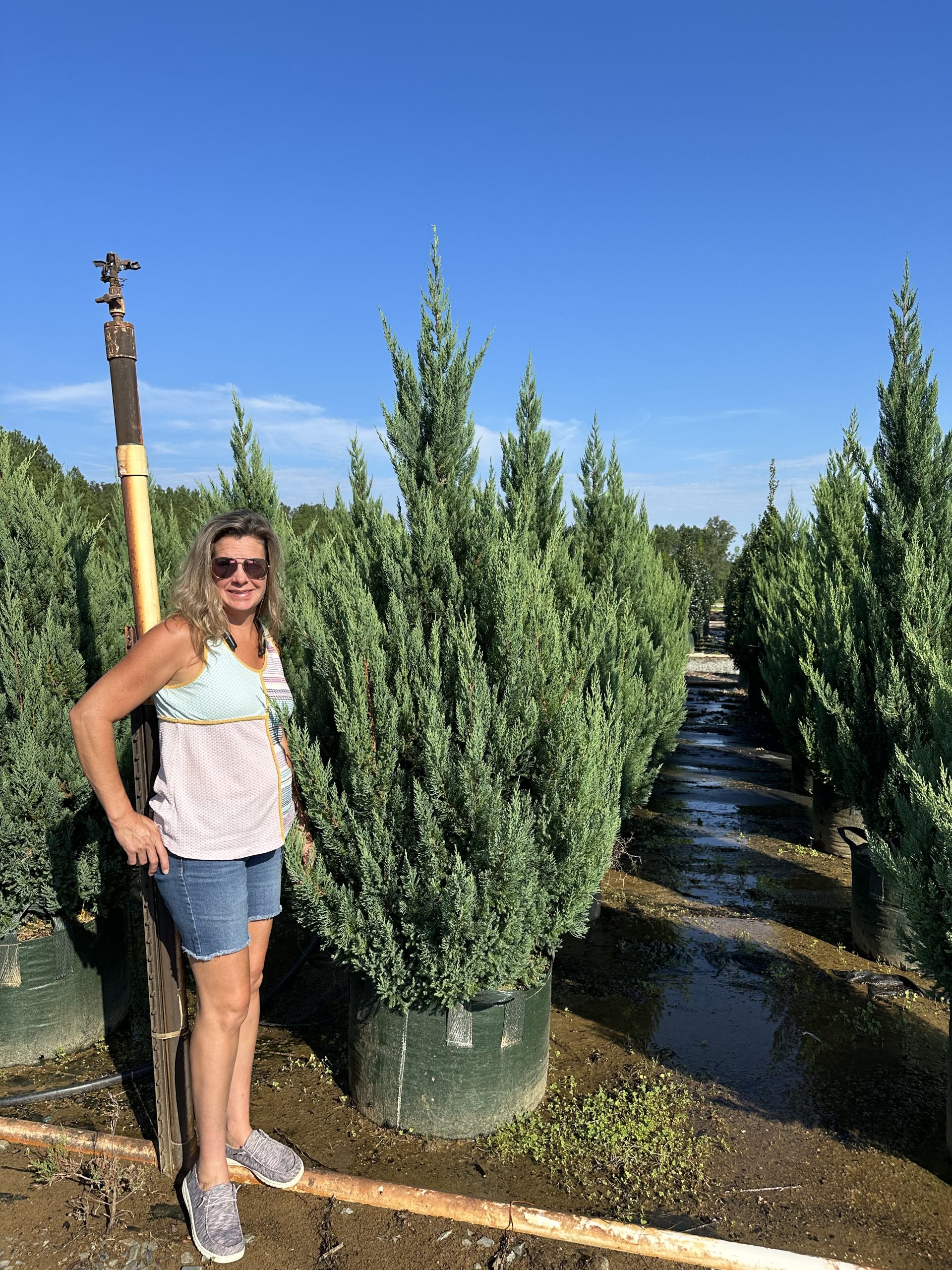 Shop Stunning Blue Point Juniper Juniperus Chinensis Blue Point Shop Stunning Blue Point Juniper Juniperus Chinensis Blue Point