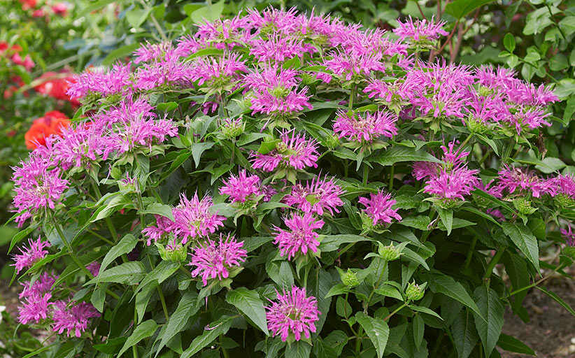 10 Shrubs For Wet Soils 10 Shrubs For Wet Soils