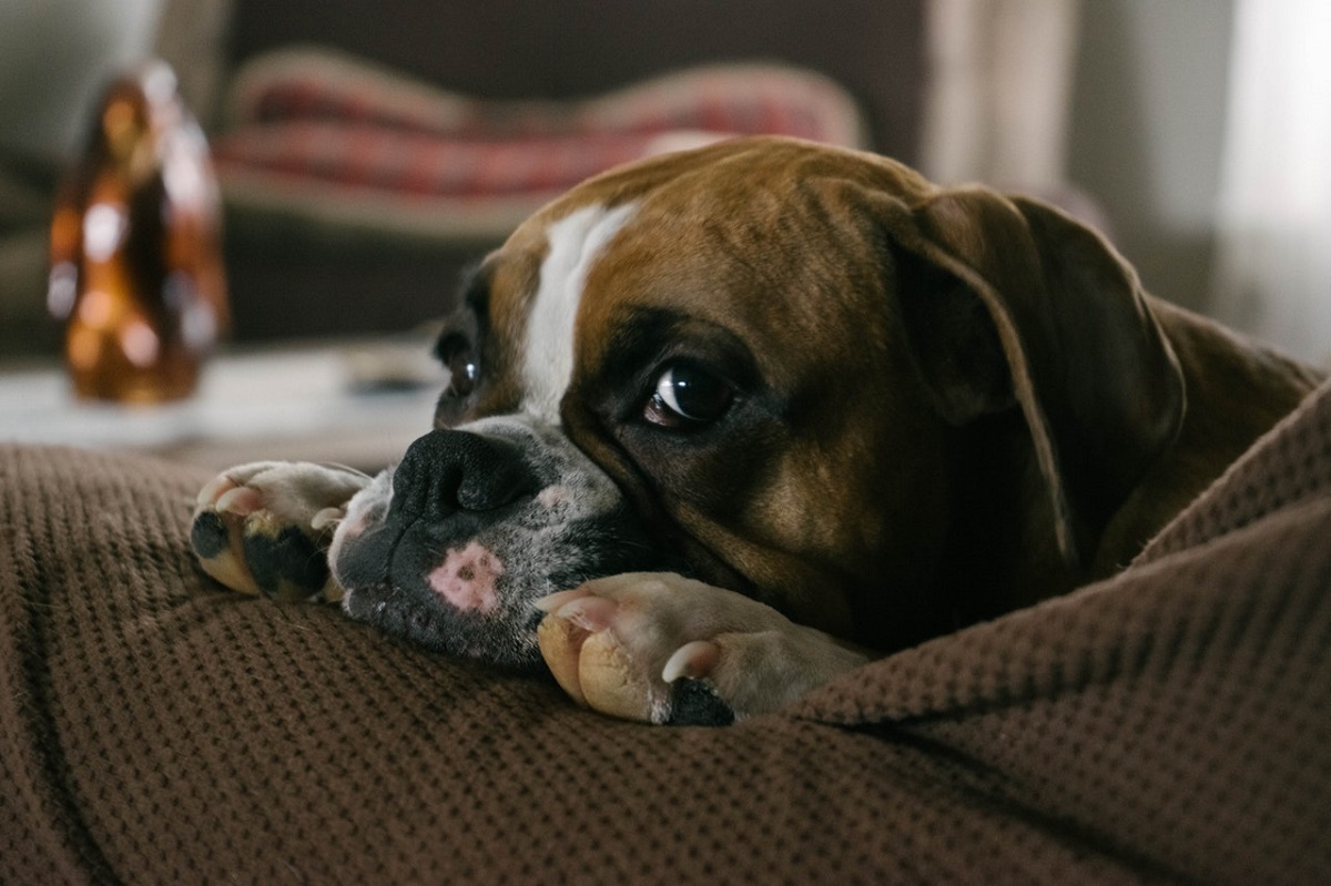 Signs Symptoms Of A Dog Brain Tumor Canna Pet Signs Symptoms Of A Dog Brain Tumor Canna Pet
