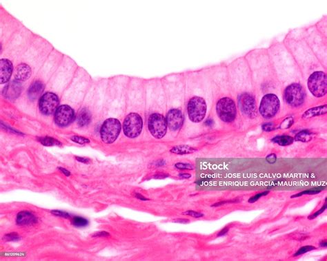 Epithelial Structure: Simple Columnar Epithelium