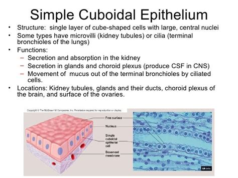 Unraveling Simple Cuboidal Epithelium's Role