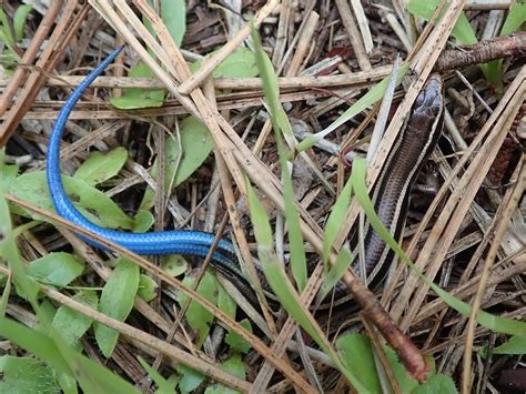 Skilton S Skink Santa Cruz Skilton S Skink Santa Cruz