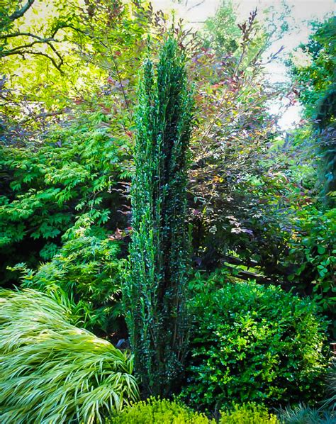 Sky Pencil Holly Buy Sky Pencil Hollies Online The Tree Center Sky Pencil Holly Buy Sky Pencil Hollies Online The Tree Center