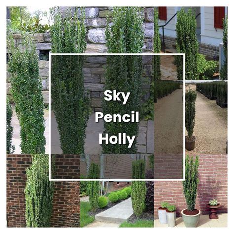 Sky Pencil Holly Care How To Plant A Sky Pencil Holly Bush Sky Sky Pencil Holly Care How To Plant A Sky Pencil Holly Bush Sky