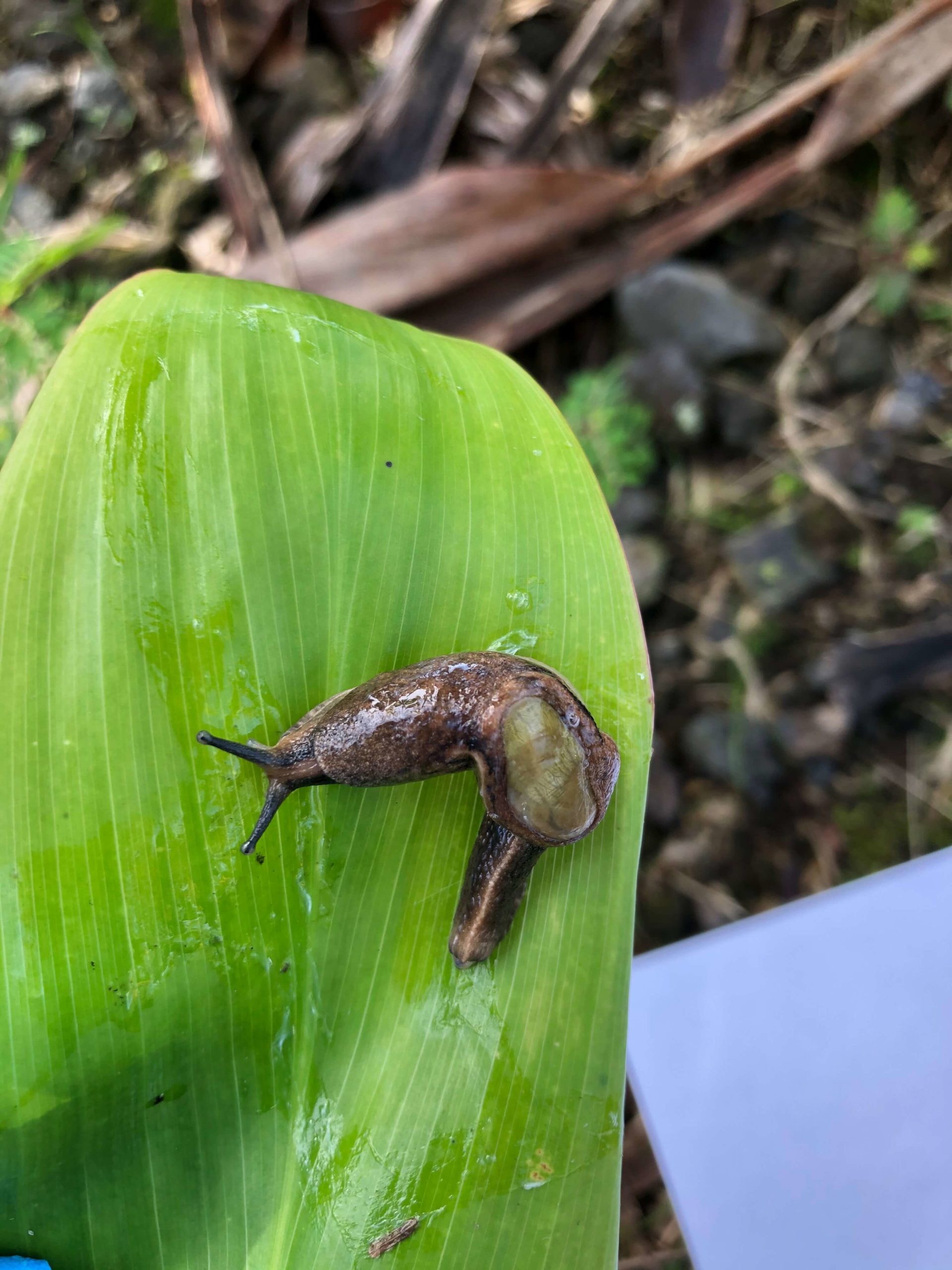 Get Rid of Slugs in Drains: 5 Tips Get Rid of Slugs in Drains: 5 Tips