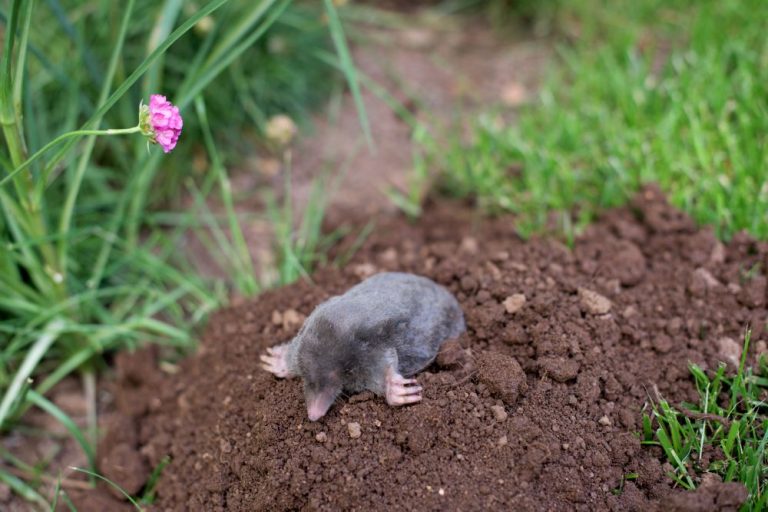Small Animal Holes In Lawn At Annie Haley Blog Small Animal Holes In Lawn At Annie Haley Blog