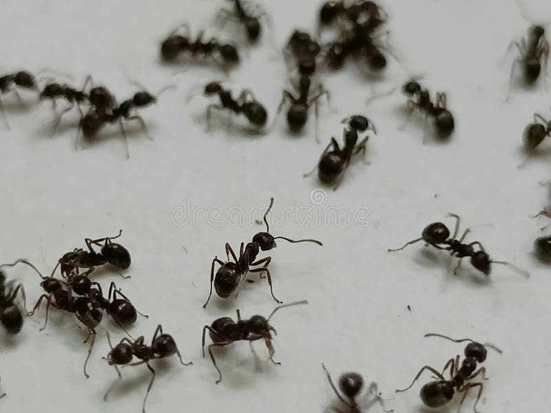 How to Get Rid of Ants in Your Car