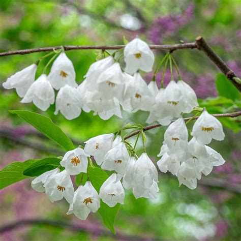 5 Tips for White Flower Trees