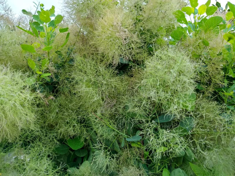 The Ultimate Guide to Smoke Bush Care