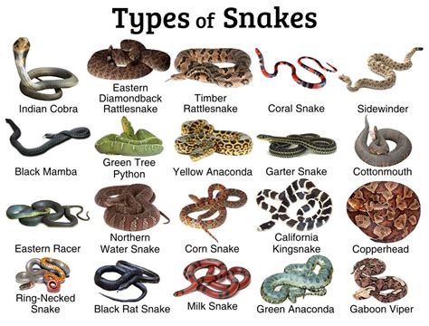 Snakes Facts And List Of Types With Pictures Reptile Fact Snakes Facts And List Of Types With Pictures Reptile Fact