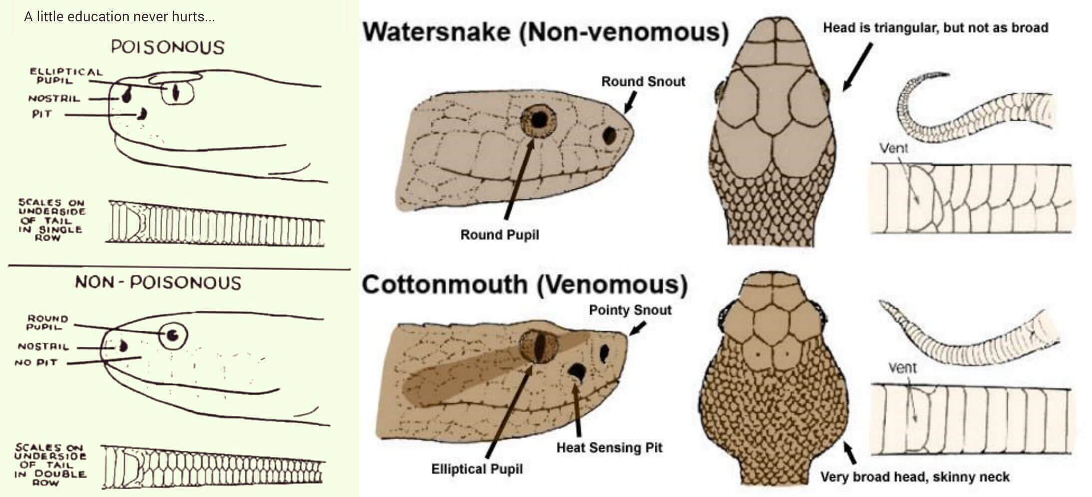 Snakes In Florida A Guide To Venomous And Non Venomous Snakes Snakes In Florida A Guide To Venomous And Non Venomous Snakes