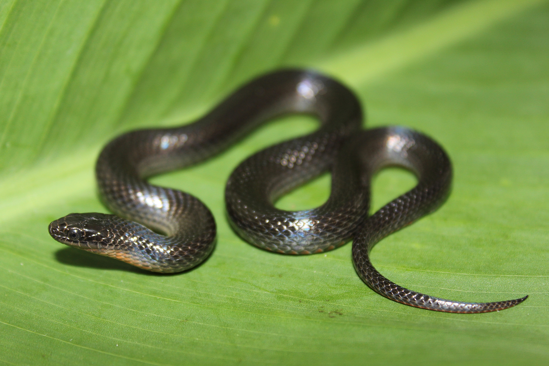 Black Snakes of Florida: A Guide