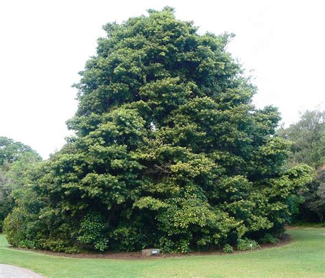South Africa S National Tree Yellowwood Podicarpus Latifolius South Africa S National Tree Yellowwood Podicarpus Latifolius