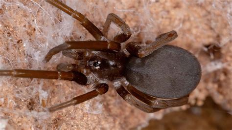 Southern Black House Spider: 5 Key Facts