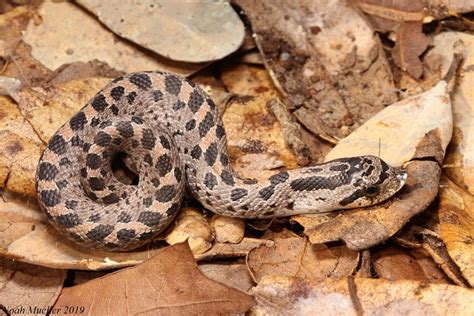 Southern Hog Nosed Snake Florida Snake Id Guide Southern Hog Nosed Snake Florida Snake Id Guide