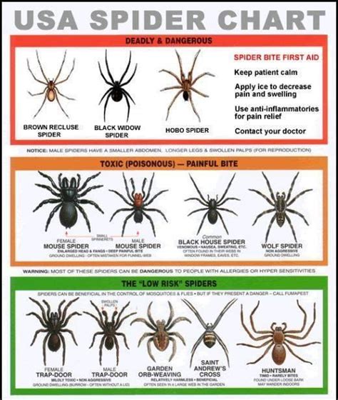 4 Signs of a Spider Bite in NC