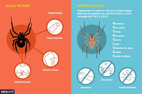 Spider Bites Pictures And Symptoms Spider Bites Pictures And Symptoms