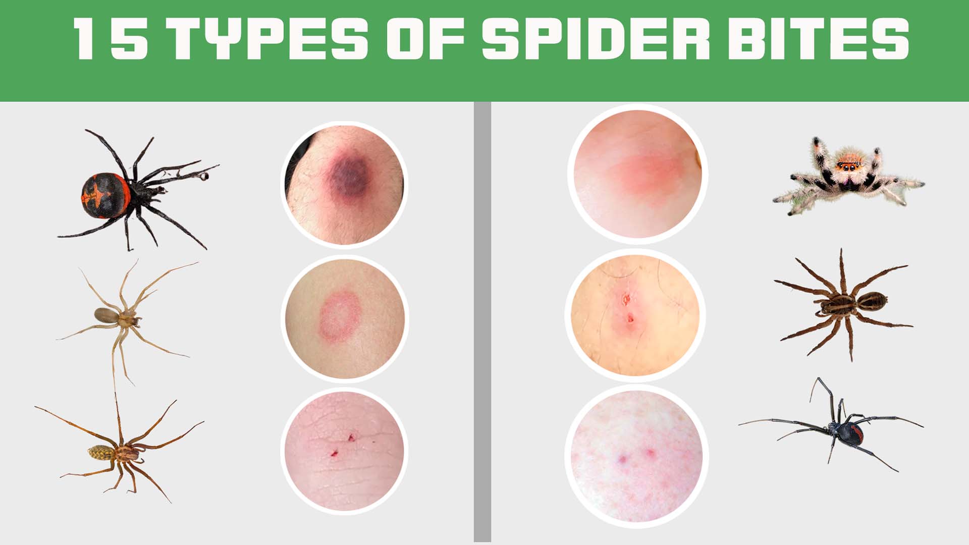 10 Spider Types You Should Know