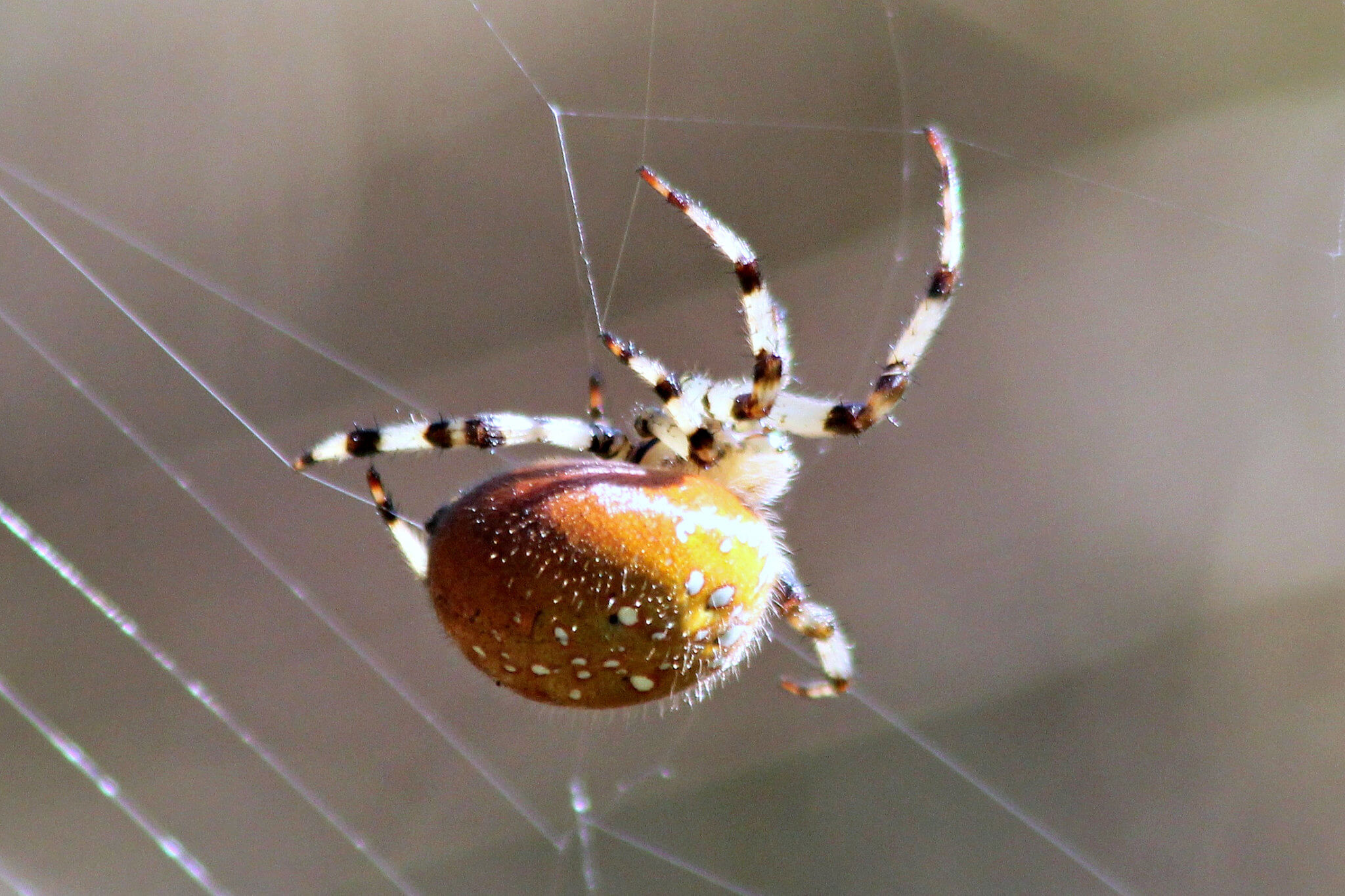 8 Types of Spiders You'll Find in Northwest PA