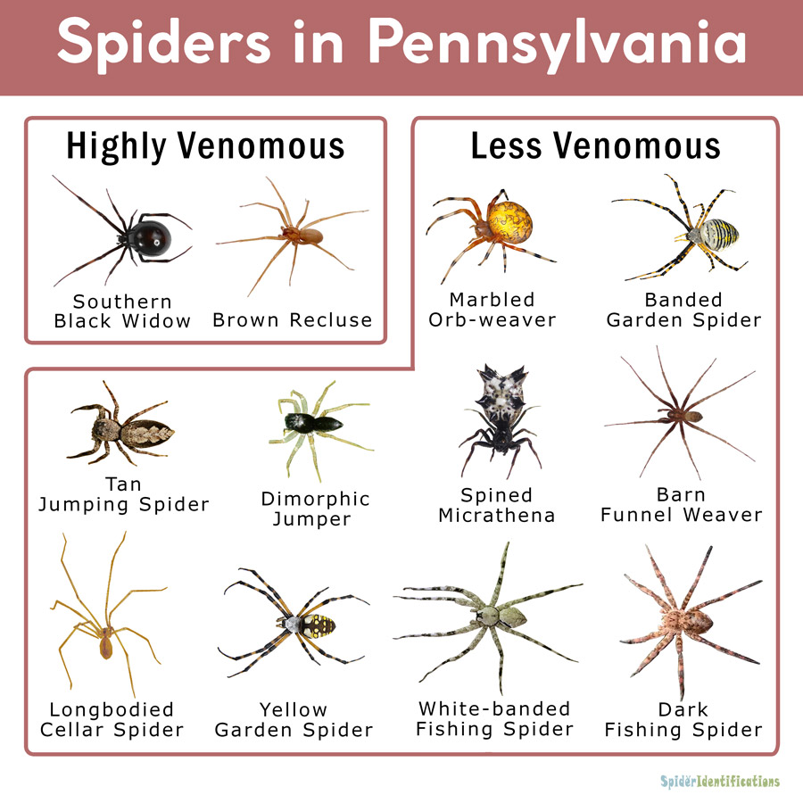 Spiders of Pennsylvania: Top 10