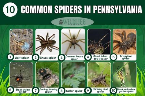 8 Legged Friends: Pennsylvania's Native Spiders