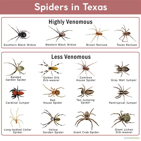 The Ultimate Guide: Texas Spider Species The Ultimate Guide: Texas Spider Species