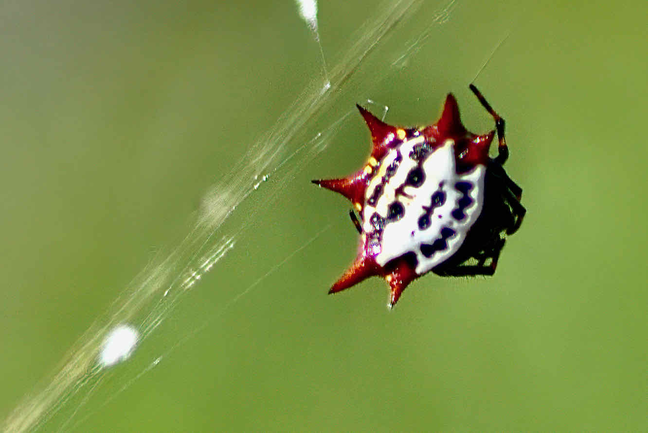 5 Secrets of the Spiney Orb Weaver