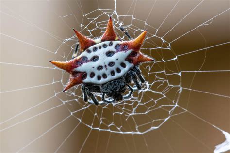 Spiny Orb Weaver Spider Spiny Orb Weaver Spider