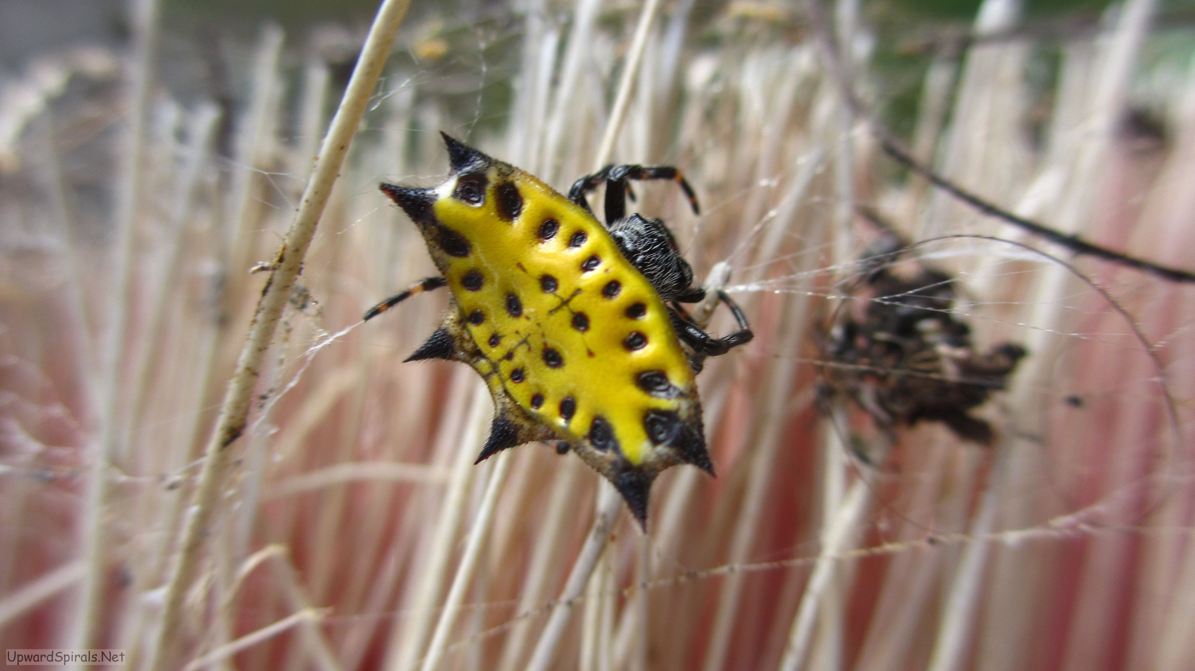 Spinybacked Orbweaver Spinybacked Orbweaver