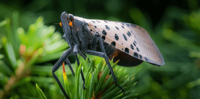 Natural Enemies: Meet the Spotted Lanternfly's Predators