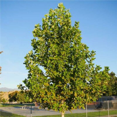The Ultimate Guide to Indiana's State Tree