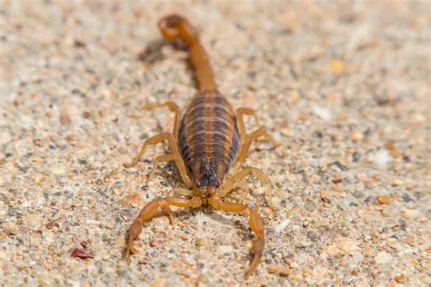 7 Essential Tips for Striped Bark Scorpion Care