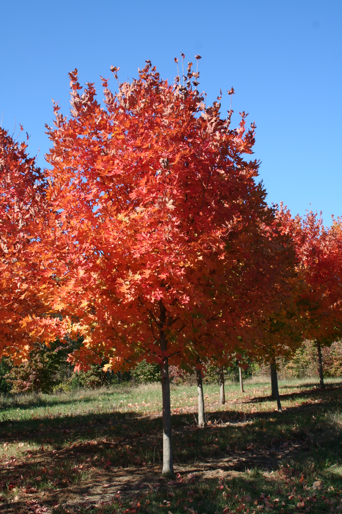The Ultimate Guide to Sugar Maple Trees