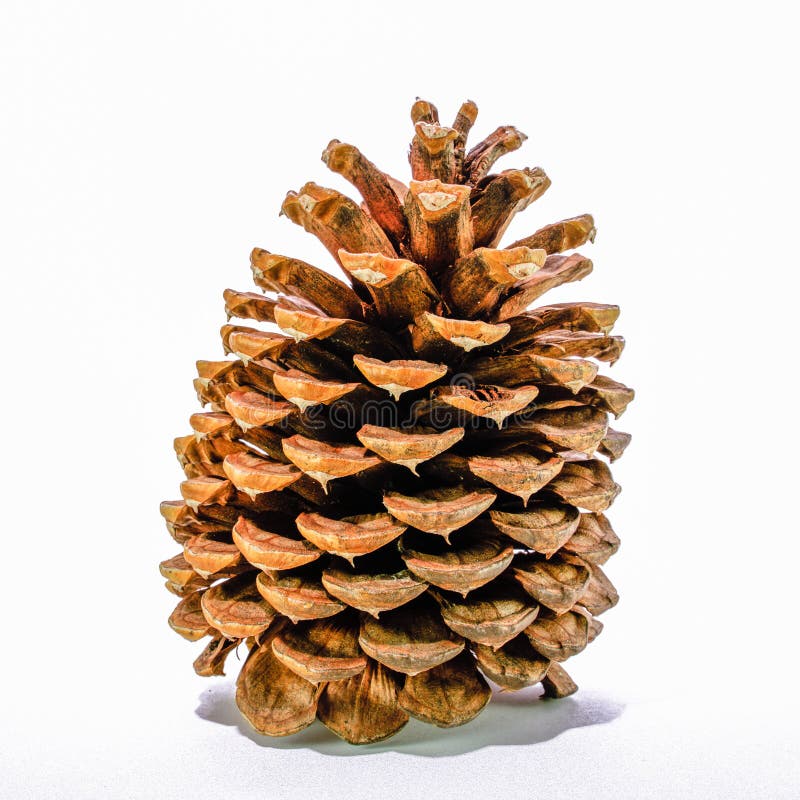 Sugar Pine Cones: Nature's Giants Sugar Pine Cones: Nature's Giants