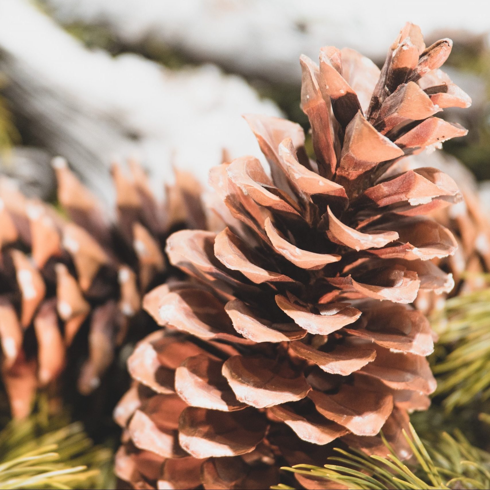Unveiling the Secrets of Sugar Pine Cones