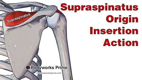 Supraspinatus Anatomy Origin Insertion Action Youtube Supraspinatus Anatomy Origin Insertion Action Youtube