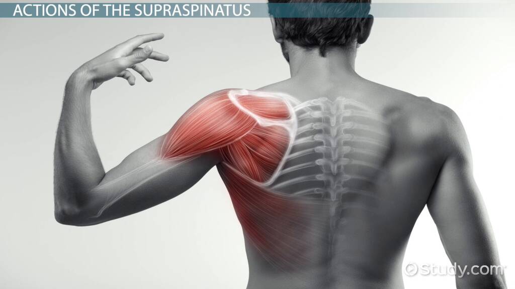 Supraspinatus Origin And Insertion Google Search Muscle Anatomy Supraspinatus Origin And Insertion Google Search Muscle Anatomy
