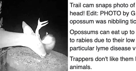Surprisingly Helpful Opossum Spotted Removing Ticks From A Deer S Face Surprisingly Helpful Opossum Spotted Removing Ticks From A Deer S Face