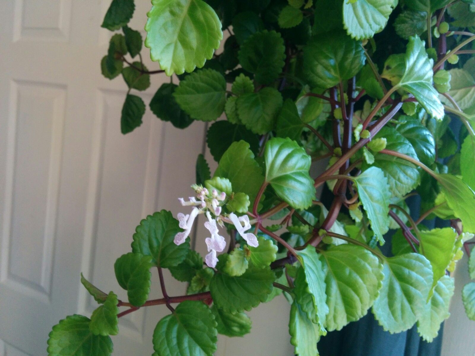 Swedish Ivy Care Propagation Guide Swedish Ivy Care Propagation Guide