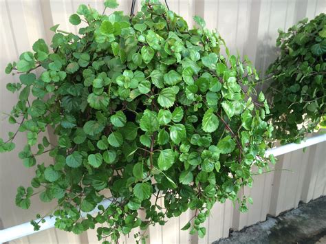 Swedish Ivy Care: 5 Easy Tips