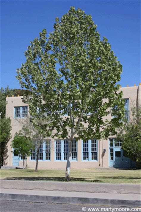 Sycamore Trees Fast Growing Large Shade Trees For The Desert