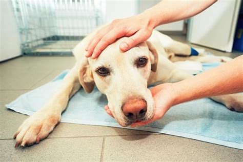 Symptoms Of A Brain Tumor In A Dog Gegu Pet Symptoms Of A Brain Tumor In A Dog Gegu Pet