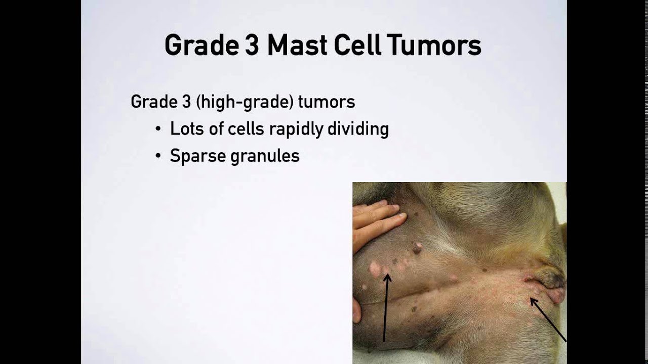 Symptoms Of Brain Tumors In Dogs Youtube Symptoms Of Brain Tumors In Dogs Youtube